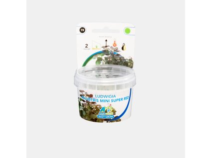 LUDWIGIA MINI SUPER RED EASY GROW