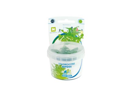 Staurogyne repens rostlina In-Vitro 100% bez řas a šneků