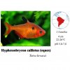 Tetra krvavá / Hyphessobrycon eques