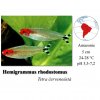 Tetra červenoústá / Hemigrammus rhodostomus