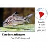 Pancéřníček leopardí / Corydoras trilineatus