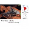 Pancéřníček skvrnitý / Corydoras paleatus