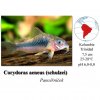Pancéřníček zelený / Corydoras aeneus (schultzei)