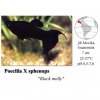 Živorodka ostrotlamá - Black molly / Poecilia sphenops