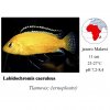 Tlamovec / Labidochromis caeruleus Yellow