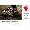 Cichlidka Marlierova / Julidochromis marlieri