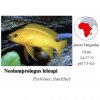 Pestřenec zlatožlutý / Neolamprologus leleupi