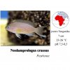 Pestřenec / Neolamprologus crassus