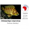 Pestřenec žlutohlavý / Altolamprologus compressiceps