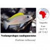 Pestřenec tečkoocasý / Neolamprologus caudopunctatus