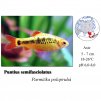 Parmička polopruhá / Puntius semifasciolatus