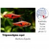 Razbora Espeho / Trigonostigma espei