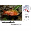 Parmička nádherná / Puntius conchonius