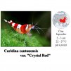 Krevetka / Caridina cantonensis var. "Crystal Red"