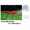 Krevetka / Neocaridina davidi "Red Cherry"