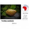 Neritina zebra / Neritina natalensis