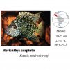 Herichthys carpintis / Kančík modroskvrnný