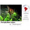 Skalára amazonská "Manacapuru" / Pterophyllum scalare