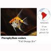 Pterophyllum scalare Full Orange