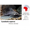 Peřovec skvrnitý / Synodontis eupterus
