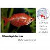 Gavůnek lososový / Glossolepis incisus