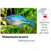 Gavůnek jezerní / Melanotaenia lacustris