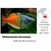 Gavůnek Boesemanův / Melanotaenia boesemani