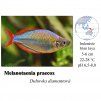 Gavůnek diamantový / Melanotaenia praecox
