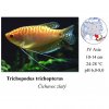Čichavec zlatý / Trichopodus trichopterus