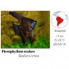 Skalára černá / Pterophyllum scalare