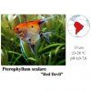 Skalára Red devil / Pterophyllum scalare