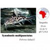 Peřovec kukaččí / Synodontis multipunctatus