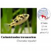 Čtverzubec trpasličí / Carinotetraodon travancoricus