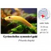 Přísavka thajská / Gyrinocheilus aymonieri gold