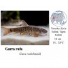 Gara rudohnědá / Garra rufa