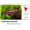 Nannostomus beckfordi / Drobnoústka pruhovaná