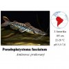 Anténovec pruhovaný / Pseudoplatystoma fasciatum