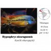 Hypsophrys nicaraguensis / Kančík nikaragujský