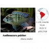 Akara modrá / Andinoacara pulcher