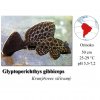 Glyptopter síťovaný / Pterygoplichtys gibbiceps