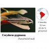 Pancéřníček malý / Corydoras pygmaeus