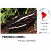 Trnovec bělopruhý / Platydoras costatus