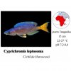 Cichlida žlutoocasá / Cyprichromis leptosoma
