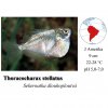 Sekernatka dlouhoploutvá / Thoracocharax stellatus