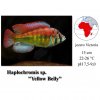 Tlamovec / Haplochromis sp. Yellow Belly