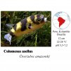 Čtverzubec amazonský / Colomesus asellus