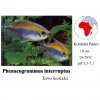 Tetra konžská / Phenacogrammus interruptus