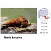 Plž / Brotia herculea