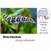 Sekavaka (mřenka) pákistánská / Botia lohachata