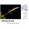 Jehlounek barmský / Indostomus paradoxus